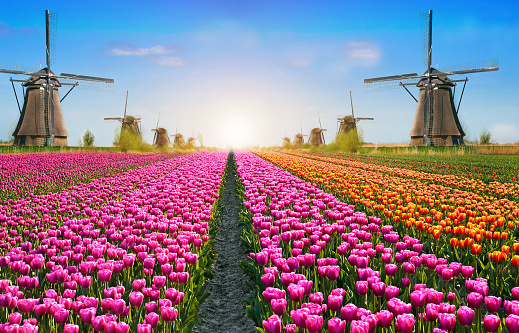 Increíblemente hermoso paisaje primavera de coliflor con flores y molino de aire en Holanda, Europa al amanecer. (armonía, relajación, anti-estrés, meditación-concepto). photo