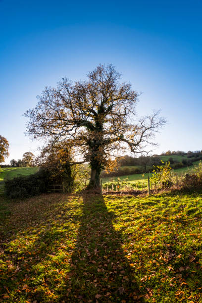 istock Autumn Scene With An Oak Tree Silhouetted Against The Sky 680675372