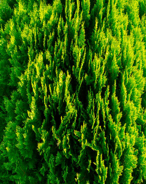 istock Textured crown of the plant thuja 680675748