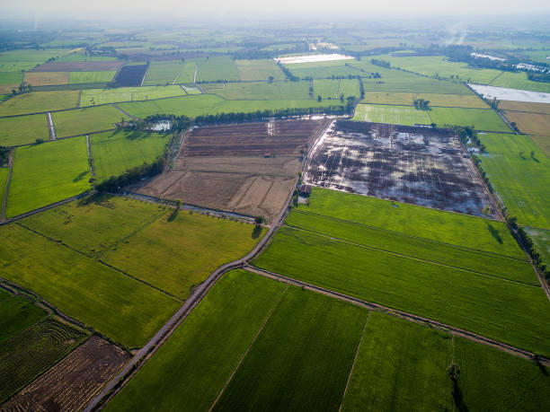 istock Patterns and texture of green rice farms in Phichit, Thailand 680676516