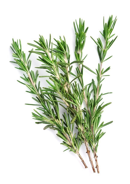 istock Twigs of rosemary 680676824