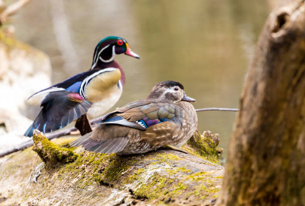 istock Carolina Wood Duck. 680676900