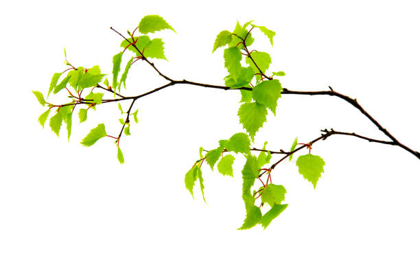 istock Birch leaves isolated on the white background 680679306