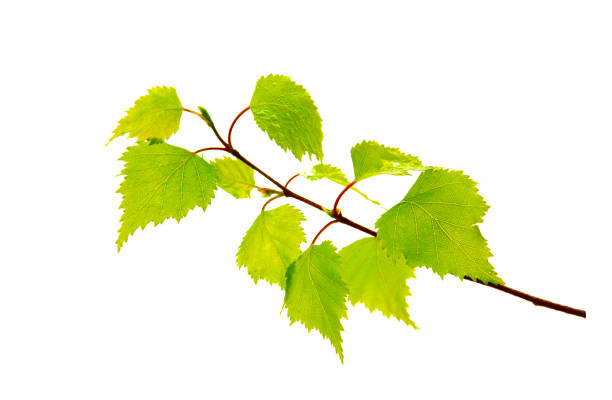 istock Birch leaves isolated on the white background 680679496
