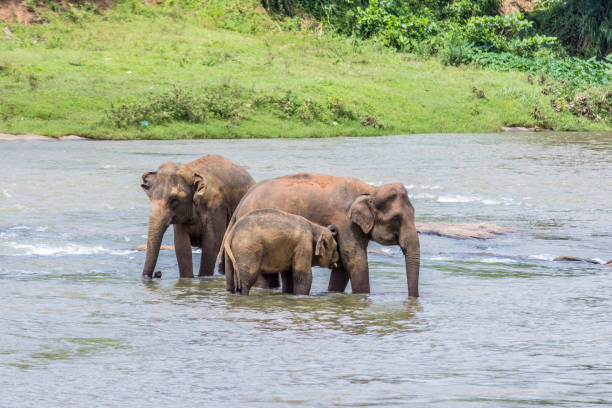 Older elephant gives the baby a guiding nudge with her truck. Image taken from a public area beside the Maha Oya river, Pinnawela, Sri Lanka