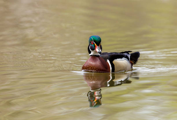 istock Carolina Wood Duck. 680680282