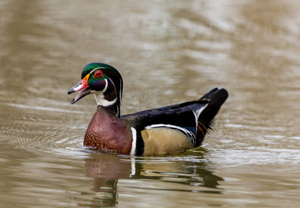 istock Carolina Wood Duck. 680680586