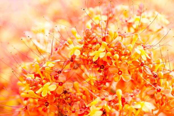 Close up image of orange ashoka flowers (Saraca indica)