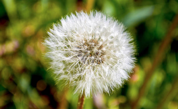 istock Dandelion in the morning sunlight fresh green background 680683856