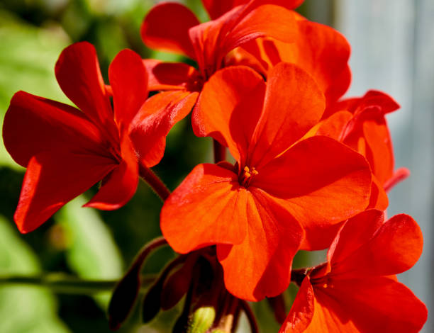 istock Red flower with pollen close-up 680684126