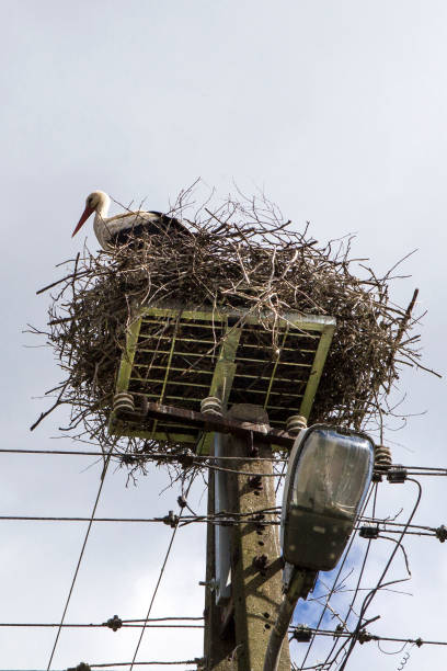 istock Stork nest on an electric pole 680684516