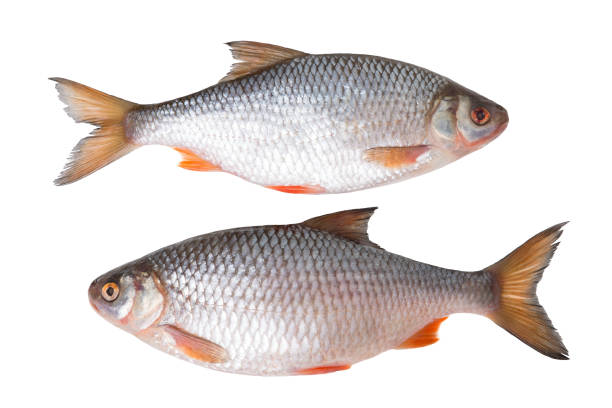 Fresh fish on a white background Fresh river fish roach isolated on white background rudd fish photos stock pictures, royalty-free photos & images