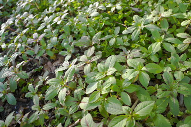 Little spring busy Lizzie plants. Little spring busy Lizzie plants in close-up. ornamental jewelweed stock pictures, royalty-free photos & images