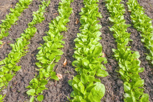 Giant Leaf spinach. Giant Leaf spinach in the vegetable garden The Groentenhof in Leidschendam, Netherlands. spinazie stock pictures, royalty-free photos & images