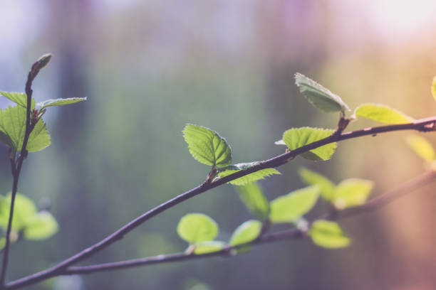 istock branch of birch on forest background 680687244
