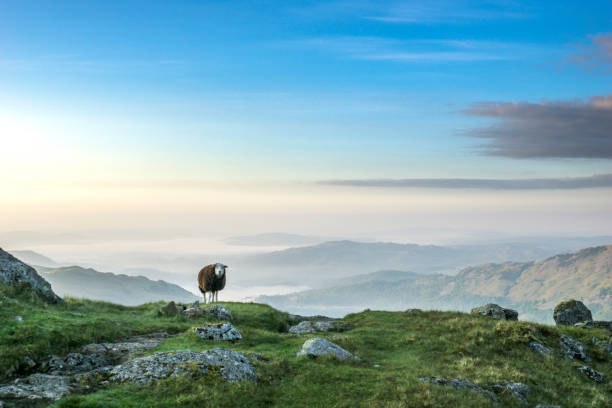 湖�水地方国立公園の山羊、カンブリア、英国 - herdwick sheep ストックフォトと画像