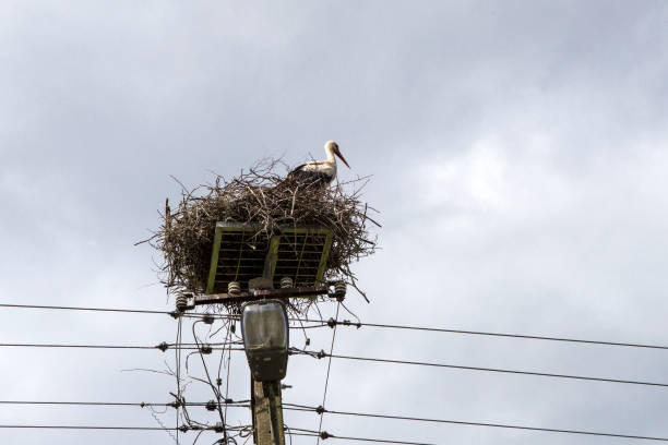 istock Stork nest on an electric pole 680687310