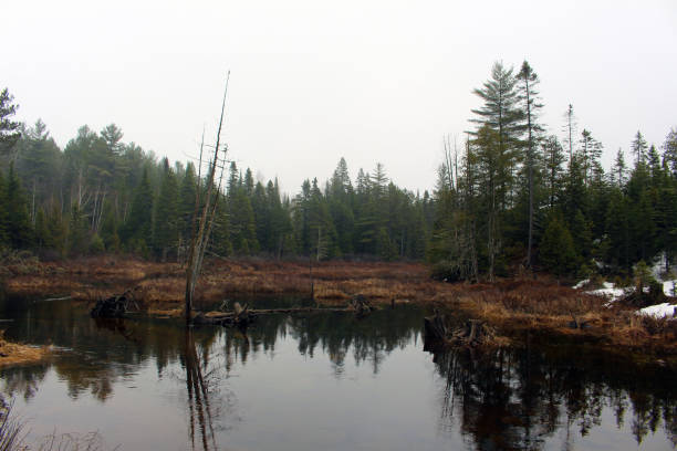 istock Calm Canadian lake in the spring 680687578
