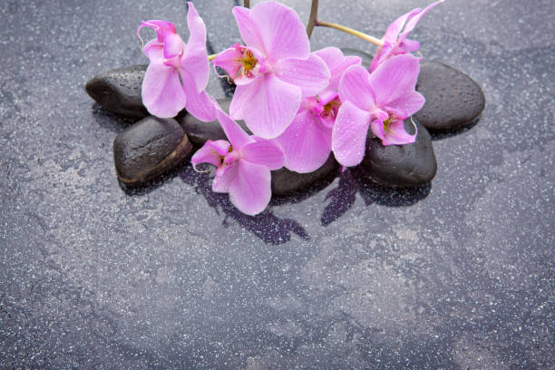 istock Pink orchid and basalt stones on the black background 680688048