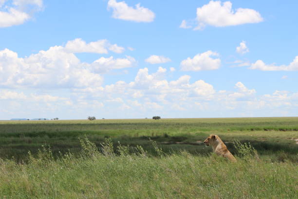 istock lonely girl in the wild 680688080
