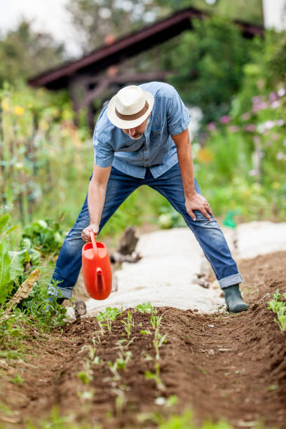 istock Mature Man Watering His Organic Vegetable Garden 680688524
