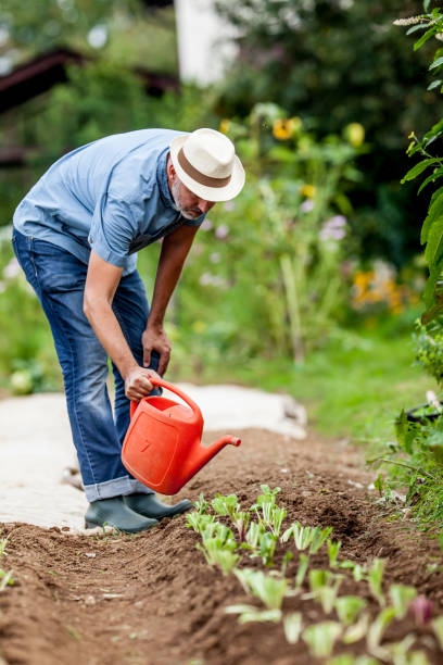 istock Mature Man Watering His Organic Vegetable Garden 680688540