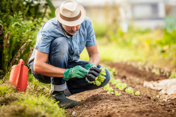 istock Planting And Watering Letucce Seddling In Vegetable Garden 680690790