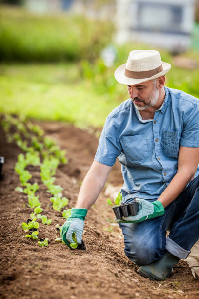 istock Planting Letucce Seedling In A Row In Vegetable Garden 680690798