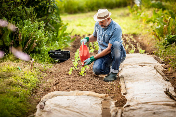 istock Mature Man Working In His Vegetable Garden 680690826