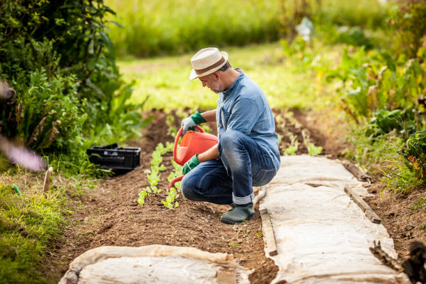 istock Mature Man Working In His Vegetable Garden 680690828