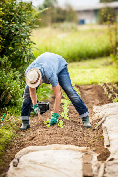istock Planting Letucce Seedling In A Row In Vegetable Garden 680690850