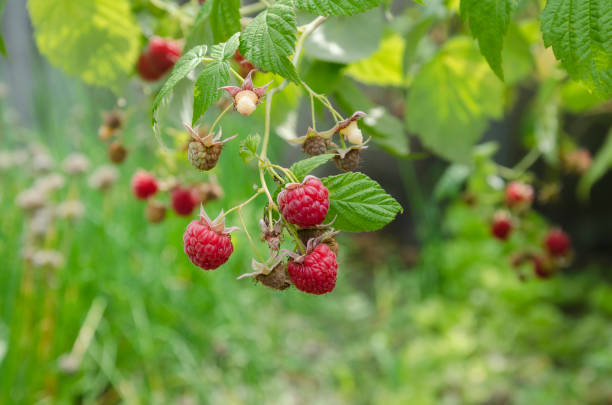 istock ripe red raspberries on the bush 680691574
