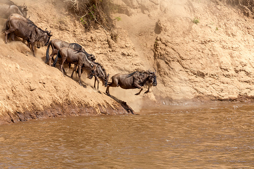 The annual Great Migration of wildebeest and other grazing herbivores across the Serengeti-Mara ecosystem is one of the greatest spectacles in the natural world. About 200 000 zebra and 500 000 Thomson's gazelle ...and one-and-a-half million wildebeest partake to this journey !