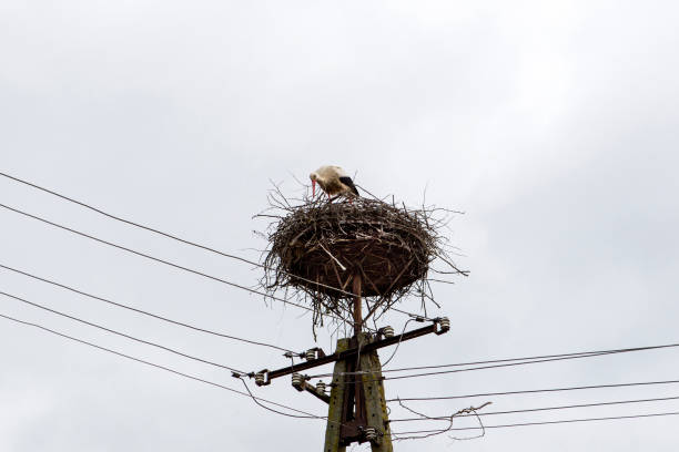 istock Stork nest on an electric pole 680692740