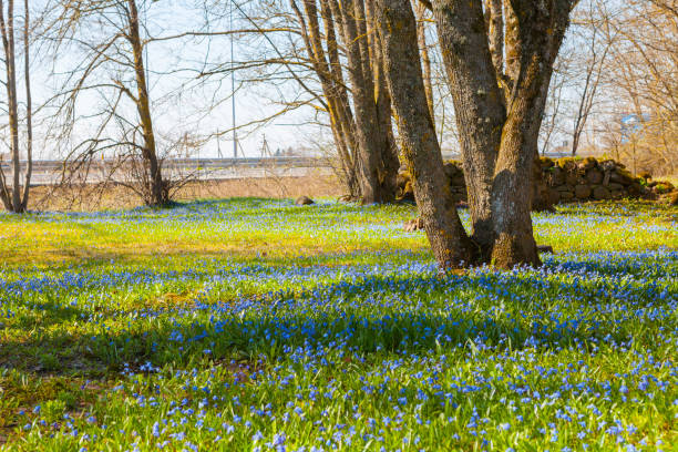 istock Blooming spring meadow with small blue wildflowers and trees 680692830