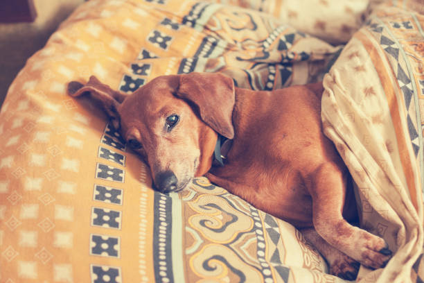 istock Small brown dog under the blanket 680693158