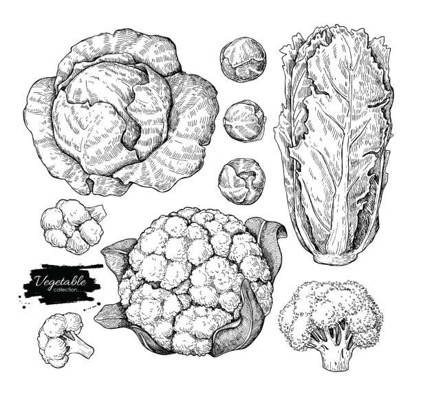 illustrazioni stock, clip art, cartoni animati e icone di tendenza di set vettoriale disegnata a mano vegetale. s'incisione vegataria isolata - cauliflower