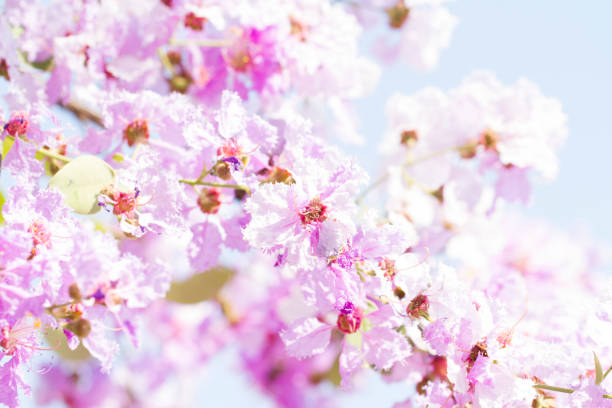 Close up of the Crape Myrtle Flowers in bloom during summer