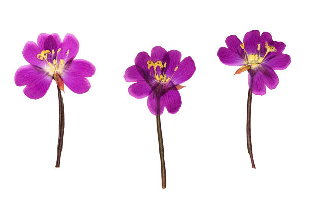 istock Pressed and dried delicate lilac flowers fireweed, isolated 680695266