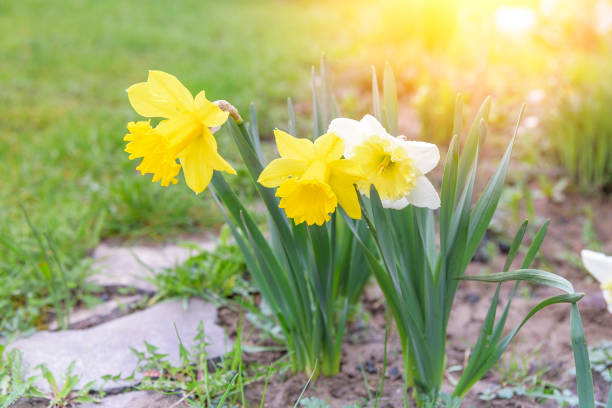 istock Narcissus on the flowerbed in the garden. 680700146