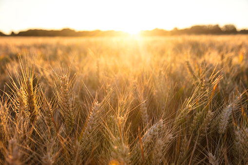 Wheat meadow. Ripe Gold Barley field in summer. Nature organic Yellow rye plant Growing to harvest. World global food with sunset in farm land autumn scene background. Happy Agricultural countryside.
