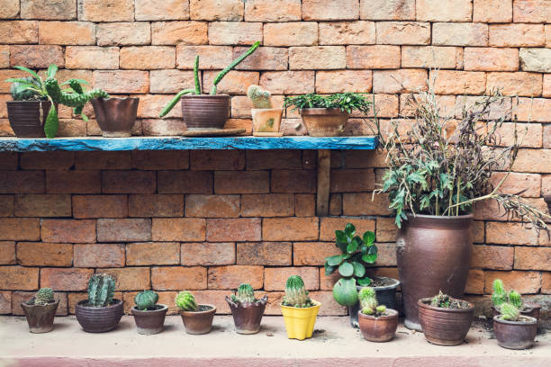 istock Group of small cactus in a pot 680702518