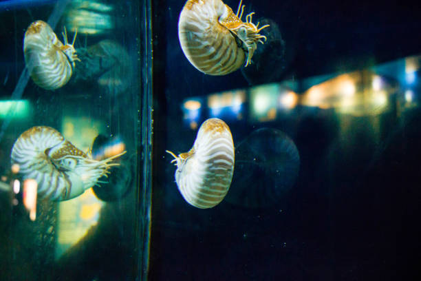 istock Sea snail in aquarium 680702580