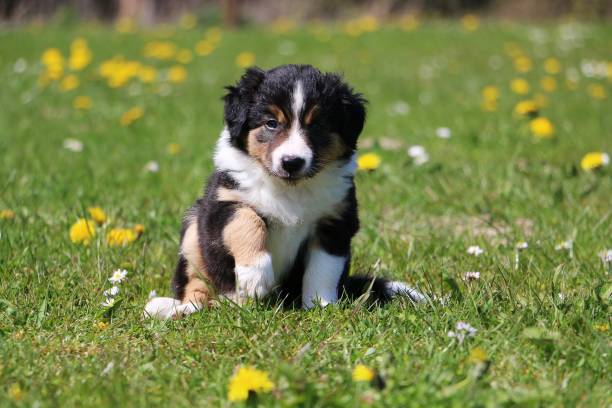 border collie puppy in the garden small border collie puppy has fun in the garden border collie puppies stock pictures, royalty-free photos & images