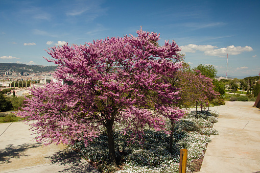 Blossoming cherry in a botanical garden in Barcelona, Spain