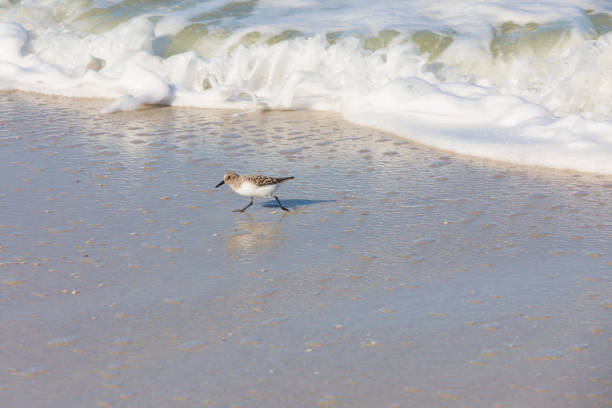 istock Sandpiper Bird Running Away from the Surf 680705960