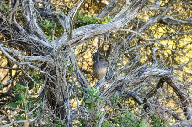 Closeup of Wrentit Chhamaea fasciata bird in Torrey Pines, California