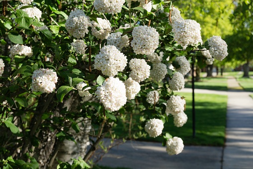 Beautiful blooms of a Viburnum Snowball Bush, taken in the spring of 2017 in Rochester, Michigan.