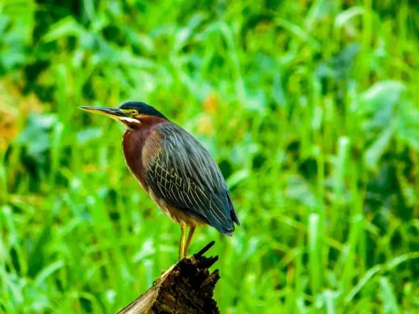 Bird on a log in Belize with a green grass background