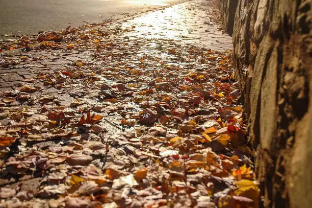 Fallen brown autumn leaves on sidewalk path with sunset